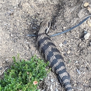 Tiliqua scincoides scincoides at Jerrabomberra, NSW - suppressed