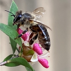 Apis mellifera (European honey bee) at Jerrabomberra, NSW - 24 Nov 2024 by SteveBorkowskis