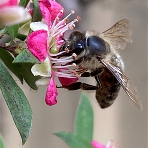 Apis mellifera at Jerrabomberra, NSW - 24 Nov 2024