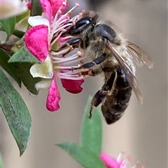 Apis mellifera at Jerrabomberra, NSW - 24 Nov 2024