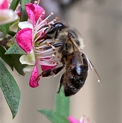 Apis mellifera at Jerrabomberra, NSW - 24 Nov 2024