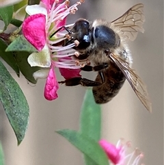 Apis mellifera at Jerrabomberra, NSW - suppressed