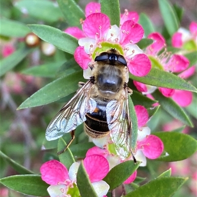 Eristalis tenax (Drone fly) at Jerrabomberra, NSW - 24 Nov 2024 by SteveBorkowskis