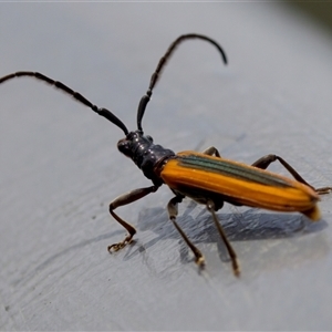 Stenoderus suturalis at Bungonia, NSW - 17 Nov 2024