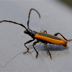 Stenoderus suturalis at Bungonia, NSW - 17 Nov 2024 12:31 PM