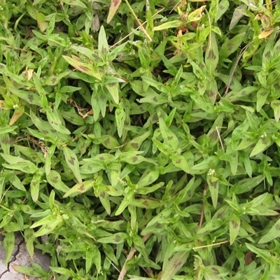 Persicaria prostrata (Creeping Knotweed) at Weetangera, ACT - 13 Nov 2024 by pinnaCLE