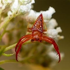 Arkys walckenaeri (Triangle spider) at Penrose, NSW - 21 Nov 2024 by Aussiegall