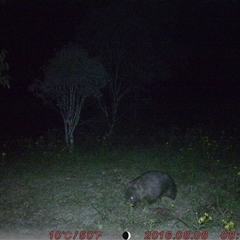 Vombatus ursinus (Common wombat, Bare-nosed Wombat) at Tharwa, ACT - 24 Nov 2024 by ChrisHolder