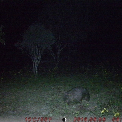 Vombatus ursinus (Common wombat, Bare-nosed Wombat) at Tharwa, ACT - 24 Nov 2024 by ChrisHolder