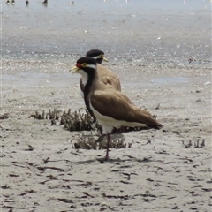 Vanellus tricolor (Banded Lapwing) at Boorowa, NSW - 24 Nov 2024 by SandraH