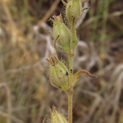 Silene gallica var. gallica (French Catchfly) at Weetangera, ACT - 13 Nov 2024 by pinnaCLE