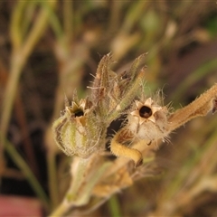 Silene gallica var. gallica at Weetangera, ACT - 13 Nov 2024 03:25 PM