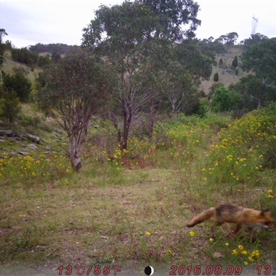 Vulpes vulpes (Red Fox) at Tharwa, ACT - 24 Nov 2024 by ChrisHolder