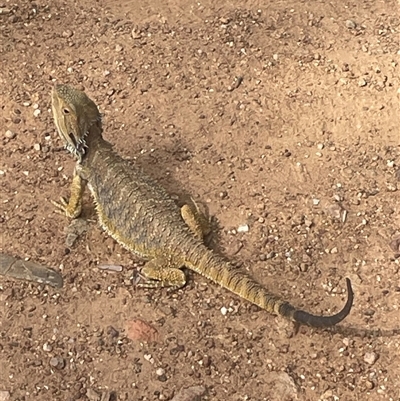 Pogona barbata (Eastern Bearded Dragon) at Hackett, ACT - 23 Nov 2024 by Clarel