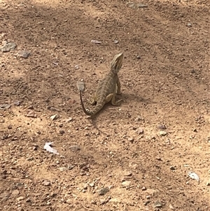 Pogona barbata at Hackett, ACT - 24 Nov 2024