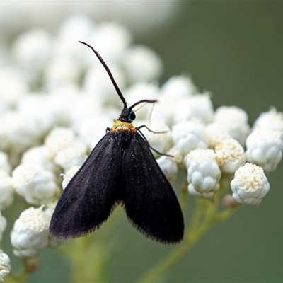 Pollanisus subdolosa or other (A Forester moth) at Penrose, NSW - 23 Nov 2024 by Aussiegall