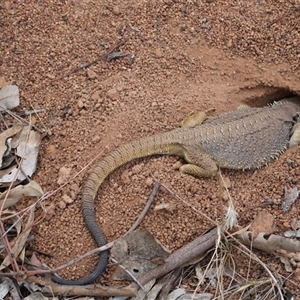 Pogona barbata at Ainslie, ACT - suppressed