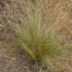 Nassella trichotoma (Serrated Tussock) at Weetangera, ACT - 15 Nov 2024 by pinnaCLE