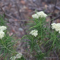 Cassinia longifolia (Shiny Cassinia, Cauliflower Bush) at Campbell, ACT - 22 Nov 2024 by Clarel