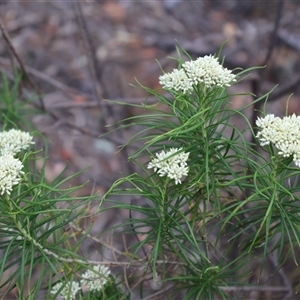 Cassinia longifolia at Campbell, ACT - 22 Nov 2024