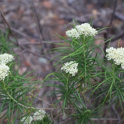 Cassinia longifolia (Shiny Cassinia, Cauliflower Bush) at Campbell, ACT - 22 Nov 2024 by Clarel