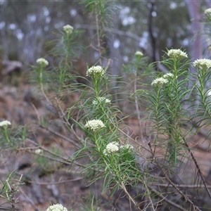 Cassinia longifolia at Campbell, ACT - 22 Nov 2024 05:14 PM