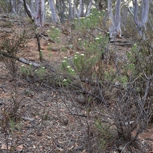 Cassinia longifolia at Campbell, ACT - 22 Nov 2024