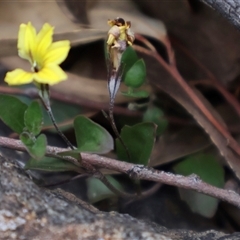 Goodenia hederacea subsp. hederacea (Ivy Goodenia, Forest Goodenia) at Ainslie, ACT - 22 Nov 2024 by Clarel