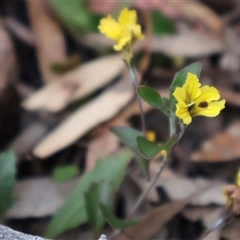 Goodenia hederacea subsp. hederacea at Ainslie, ACT - 22 Nov 2024