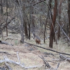 Notamacropus rufogriseus (Red-necked Wallaby) at Ainslie, ACT - 22 Nov 2024 by Clarel