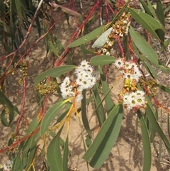 Eucalyptus pauciflora subsp. pauciflora at Weetangera, ACT - 15 Nov 2024