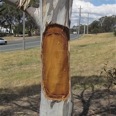 Eucalyptus pauciflora subsp. pauciflora at Weetangera, ACT - 15 Nov 2024