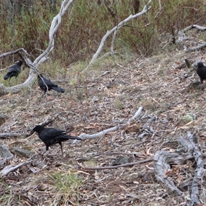 Corcorax melanorhamphos at Campbell, ACT - 22 Nov 2024