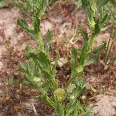 Centipeda cunninghamii (Common Sneezeweed) at Weetangera, ACT - 13 Nov 2024 by pinnaCLE