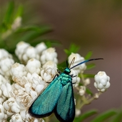 Pollanisus (genus) (A Forester Moth) at Penrose, NSW - 23 Nov 2024 by Aussiegall