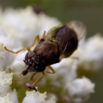 Odontomyia opertanea (A soldier fly) at Bungonia, NSW - 17 Nov 2024 by KorinneM