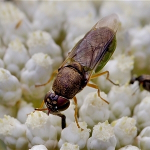 Odontomyia opertanea at Bungonia, NSW - 17 Nov 2024