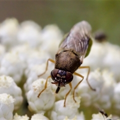 Odontomyia opertanea at Bungonia, NSW - 17 Nov 2024