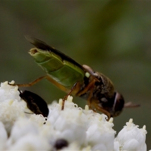 Odontomyia opertanea at Bungonia, NSW - 17 Nov 2024