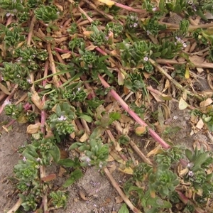 Lythrum hyssopifolia at Weetangera, ACT - 13 Nov 2024 02:23 PM