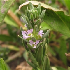 Lythrum hyssopifolia at Weetangera, ACT - 13 Nov 2024 02:23 PM