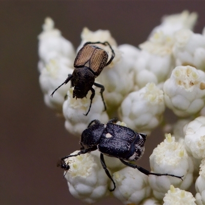 Microvalgus sp. (genus) (Flower scarab) at Bungonia, NSW - 17 Nov 2024 by KorinneM