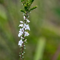 Epacris microphylla (Coral Heath) at Penrose, NSW - 23 Nov 2024 by Aussiegall