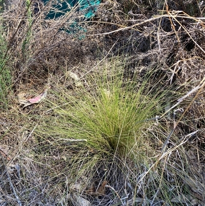 Nassella trichotoma (Serrated Tussock) at Watson, ACT - 21 Nov 2024 by waltraud