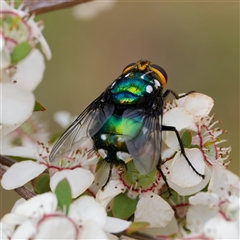 Rutilia (Ameniamima) argentifera (A Bristle fly) at Uriarra Village, ACT - 22 Nov 2024 by DPRees125