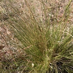 Nassella trichotoma at Watson, ACT - 22 Nov 2024