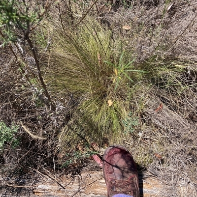 Nassella trichotoma (Serrated Tussock) at Watson, ACT - 22 Nov 2024 by waltraud