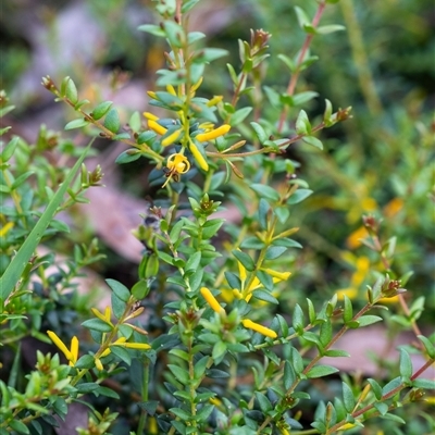 Persoonia oxycoccoides (A Geebung) at Penrose, NSW - 23 Nov 2024 by Aussiegall