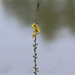 Verbascum virgatum at Hume, ACT - 24 Nov 2024 12:45 PM