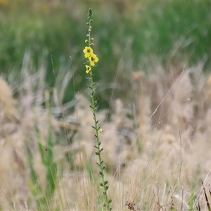 Verbascum virgatum at Hume, ACT - 24 Nov 2024 12:45 PM